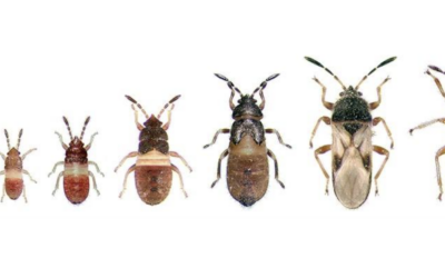 The Chinch Bug